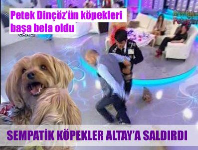 PETEK DİNÇÖZ - Petek Dinçöz'ün köpekleri Altay'a saldırdı