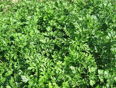 Bu da maydonoz mucizesi