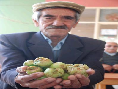 NARLıKUYU - 14 Bin Dönüm Ekili Alan Doludan Zarar Gördü