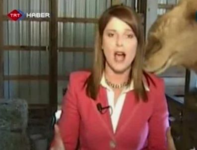 Muhabire canlı yayında deve saldırdı!