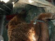 Otoyolda kaza geçiren ayı, tedavi için Bursa'ya gönderildi