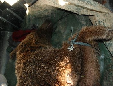 ÇEVRE VE ORMAN İL MÜDÜRLÜĞÜ - Otoyolda kaza geçiren ayı, tedavi için Bursa'ya gönderildi