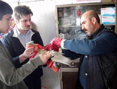 TÜRKÇE ÖĞRETMENI - Yaralı Şahin Öldü