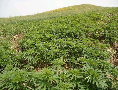 Diyarbakır‘da Kenevir Operasyonu