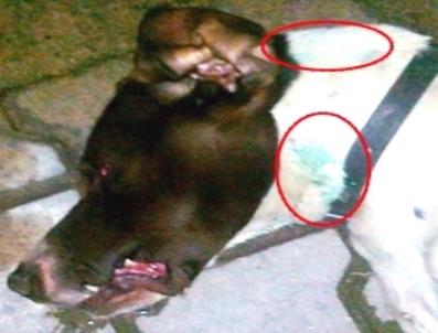 (Özel Haber) Balıkesir‘de Köpek Katliamı