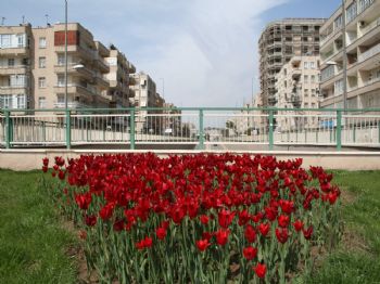 Şanlıurfa’Ya Yarım Milyon Çiçek Dikiliyor
