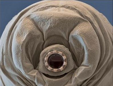 NASA - Tardigrade'in (Su Ayısı) gizemi araştırılıyor