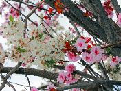 Sivas‘ta Bir Fanatik Ağaç