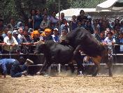 Ödemiş‘te Kıran Kırana Boğa Güreşleri