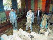 İstanbul’A Tarım Ve Hayvancılık Sanayi Sitesi Kuruluyor