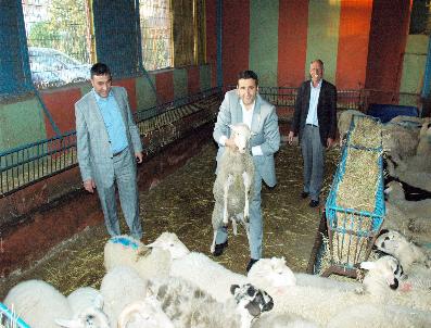 İstanbul’A Tarım Ve Hayvancılık Sanayi Sitesi Kuruluyor