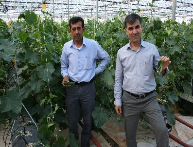 Kahtalı Çiftçiler Tütüne Alternatif Olarak Seracılığa Yöneliyor