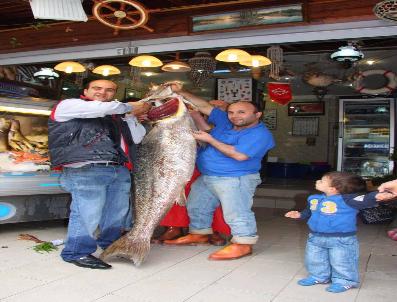 Marmara‘da Zıpkınla Yakalanan 2 Metrelik Kaya Levreği İlgi Odağı Oldu