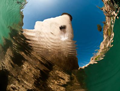 İSMAIL ÇIÇEK - Yerebatan Sarnıcı‘nda, ‘Su Altında Halfeti‘ Sergisi Açıldı