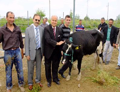 AHMET DURSUN - Bafra‘da Süt Sığırı Dağıtımı