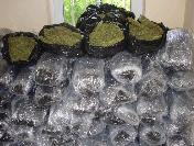 Diyarbakır‘da 10 Günde Yarım Ton Esrar Ele Geçirildi