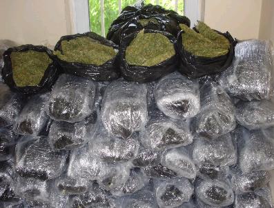 Diyarbakır‘da 10 Günde Yarım Ton Esrar Ele Geçirildi