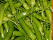 Samandağ biberi kilo verdiriyor