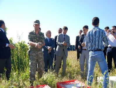 250 Kınalı Keklik Doğaya Bırakıldı