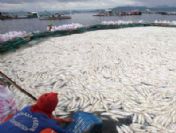 5 ton balık aynı anda öldü