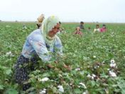 Pamuğun fiyatı 4.50 liraya düştü