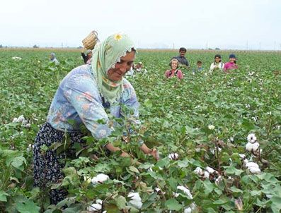 Pamuğun fiyatı 4.50 liraya düştü