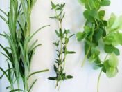 Hangi bitkiler hangi derde deva