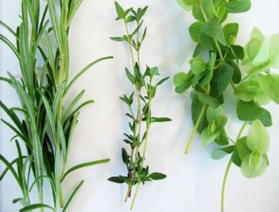 Hangi bitkiler hangi derde deva