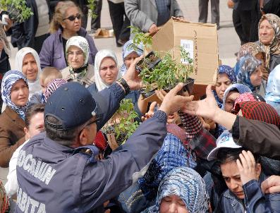 Organik Domates Fidesi İçin İzdiham Yaşandı