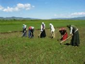 Tarım işçisinin yevmiyesi 2 lira arttı!