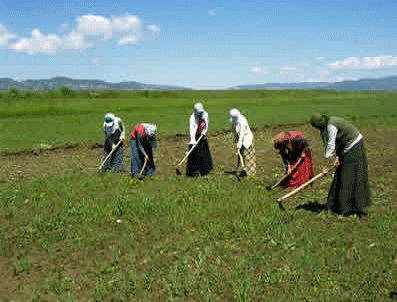 Tarım işçisinin yevmiyesi 2 lira arttı!