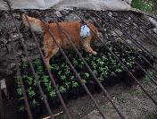 Alanya‘da Uyuşturucu Operasyonu