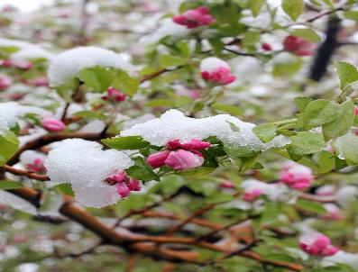 Mayıs Karı Sivas’I Beyaza Bürüdü