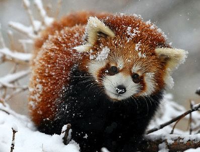 İnternet ortamında tıklanma rekoru kıran Kızıl Pandalar