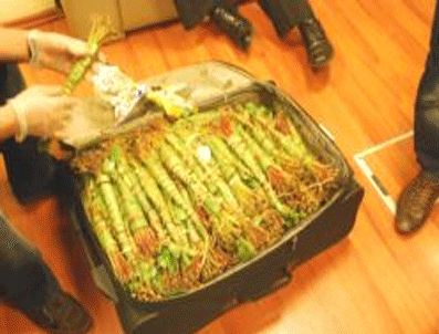 Afrika kökenli uyuşturucu khatta ilk tutuklama