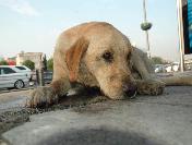 Metrobüs durağında yaralı köpek alarmı