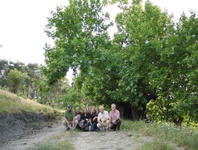 OSMAN DEMIRCAN - Çanakkale’De Anıt Ağaçların Tespitiyle İlgili Çalışma Başlatıldı
