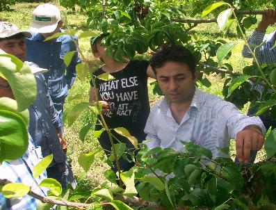 BÜYÜKKÖY - Meyve Bahçelerinde Eküy Projesi Uygulanıyor