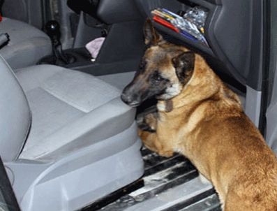 NEŞET AKKOÇ - Narkotik köpeklere sertifikaları verildi