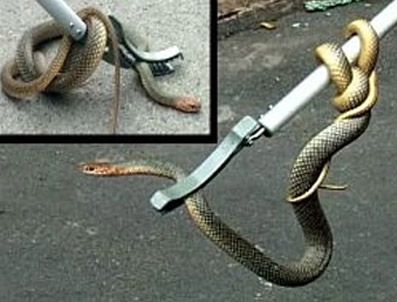Lüks mahallede yılan operasyonu