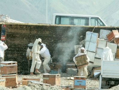 Arılar kara yolunu istila etti