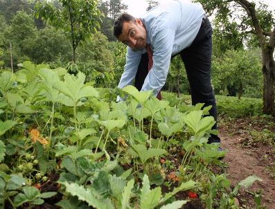 Bursa Çileği Pazara İndi