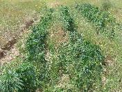 Arpa Tarlasında Kenevir Yakalandı