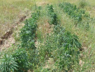 Arpa Tarlasında Kenevir Yakalandı