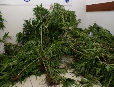 Evin Bahçesinden 1025 Kök Kenevir Çıktı