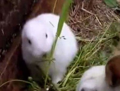 DAILY TELEGRAPH - Nükleer kıyametin habercisi mi?