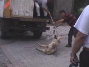 Tekirdağ'da kuduz köpek paniği