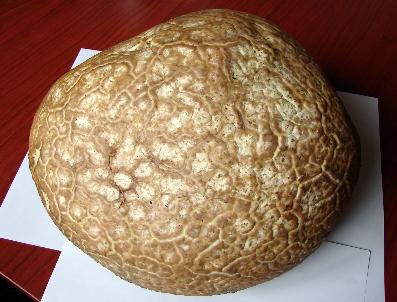 Türkiye’Nin En Büyük Mantarları Aliveren Köyünde (Özel)