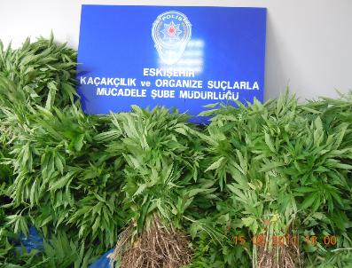 Evinin Bahçesinde 3 Bin Kök Hint Keneviri Yetiştirdi