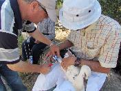 Leylekler Halkalandı